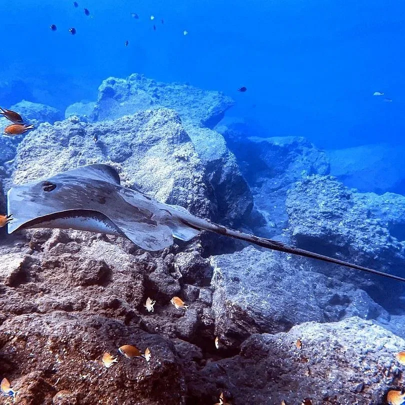 Diver exploring a vibrant coral reef in Madeira, showcasing colorful marine life