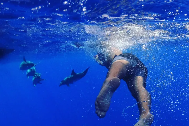 Dolphins swimming playfully in the crystal-clear waters off the coast of Madeira Island.